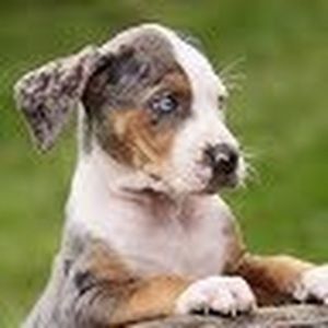 Meet your Posher, Royhit211